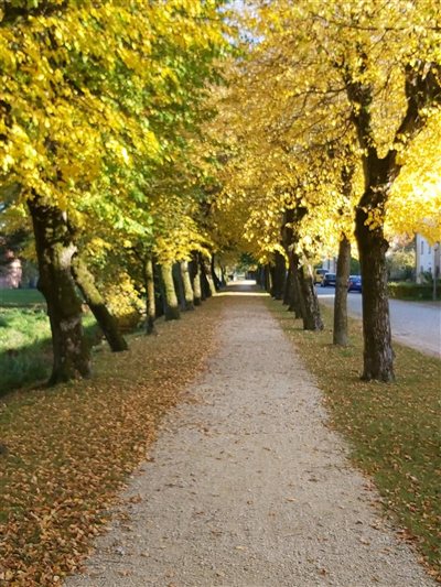 Friederike-Luise-Allee